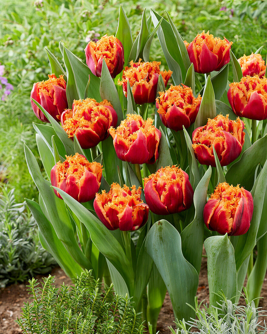 Tulpe (Tulipa) 'Dreadlock Holiday'