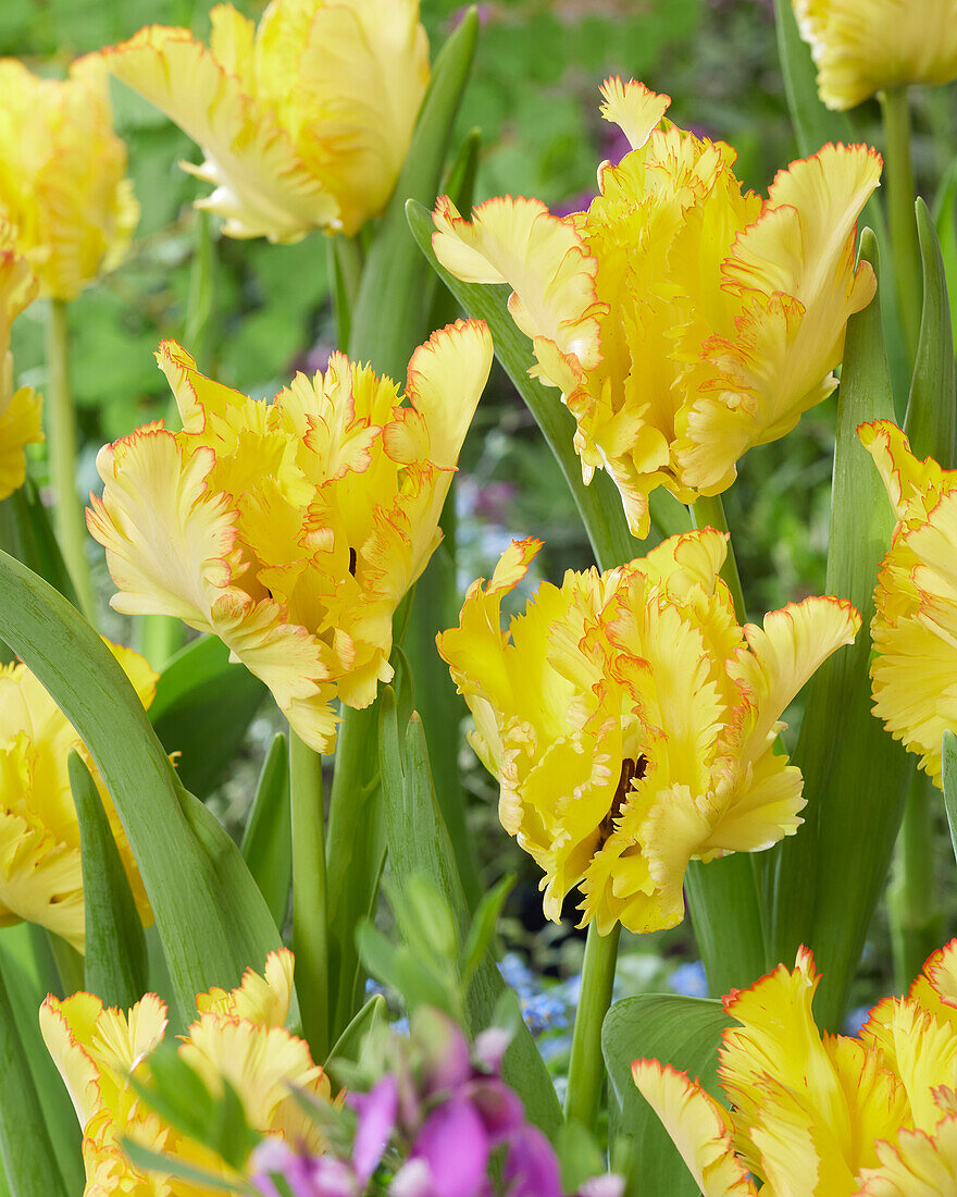 Tulipa Caribbean Parrot