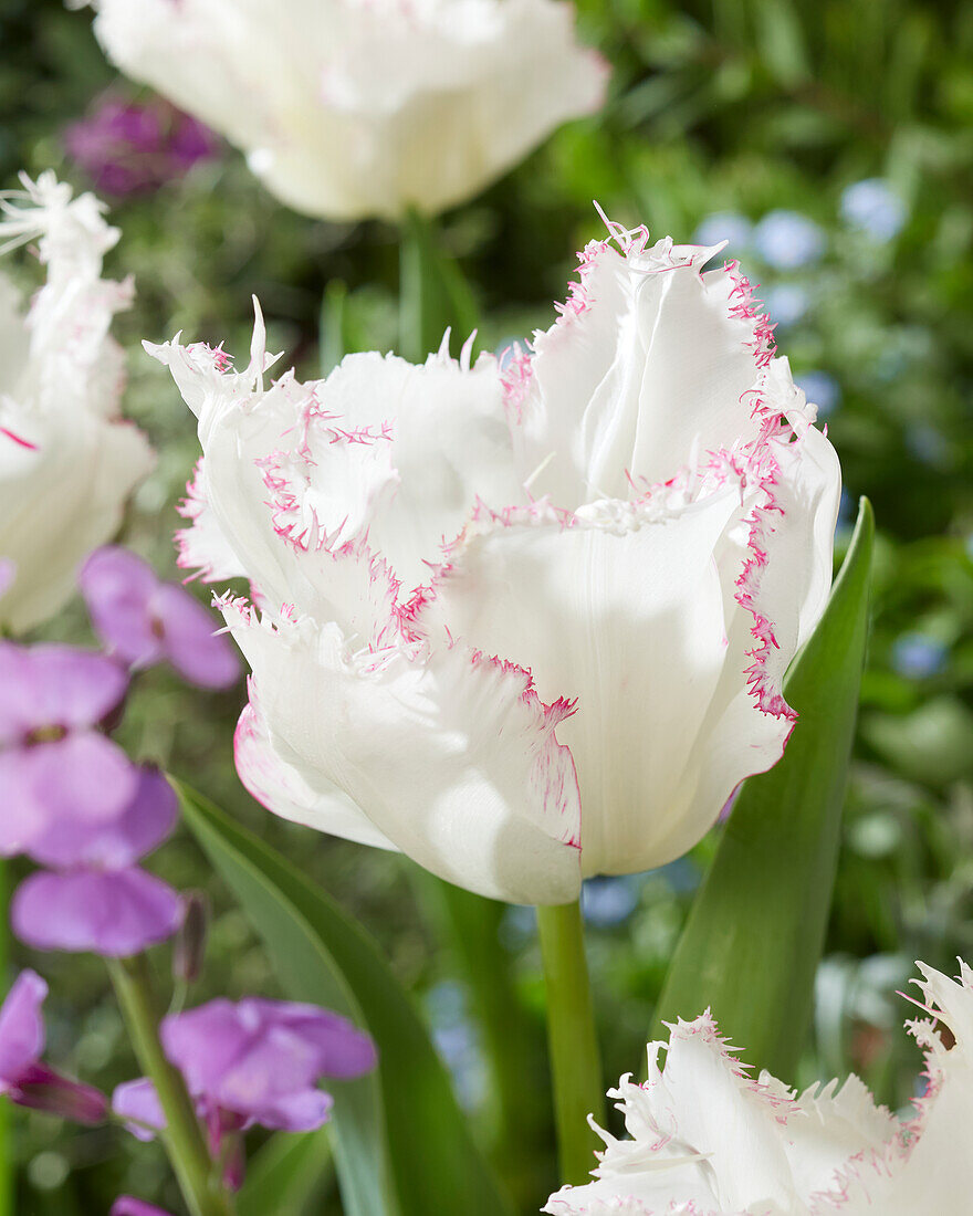 Tulpe (Tulipa) 'Lady Smile'