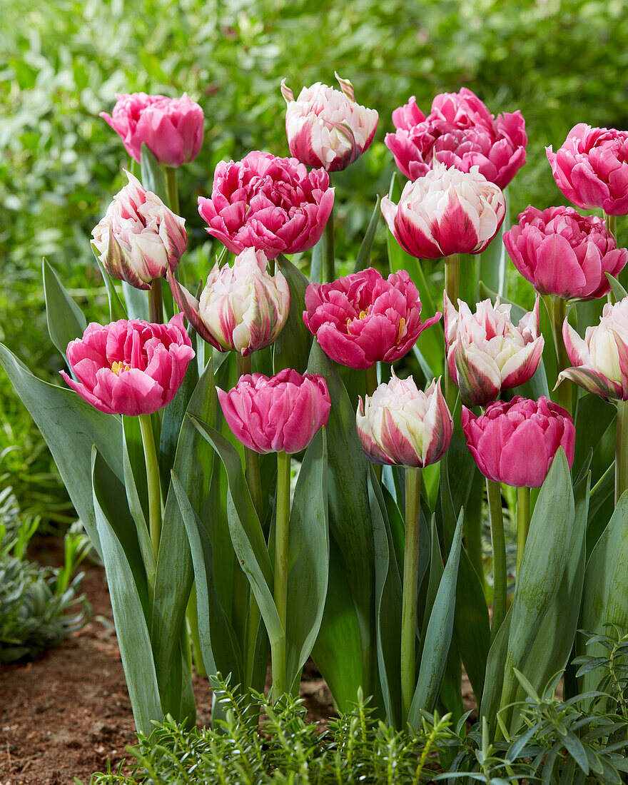 Tulpe (Tulipa) 'Child in Time', 'Guns 'n Roses'