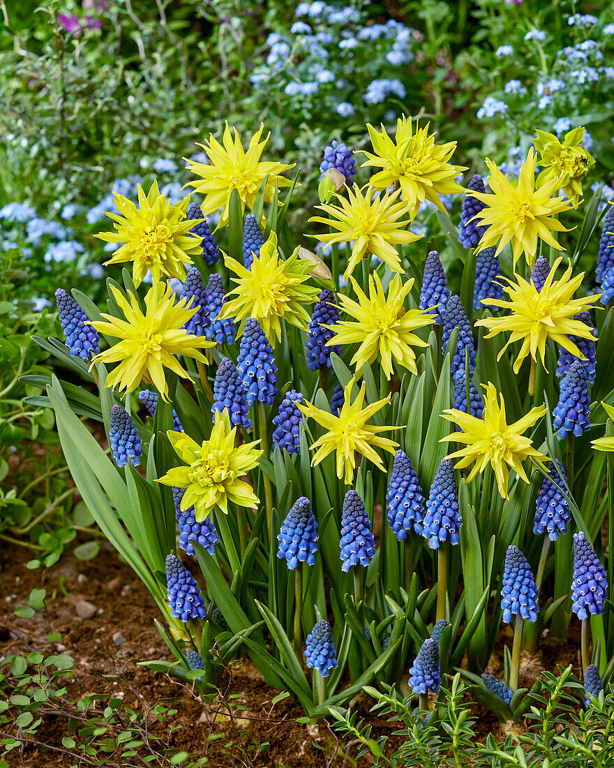 Narzisse (Narcissus) 'Rip van Winkle', Traubenhayzinthe (Muscari) Big Smile'