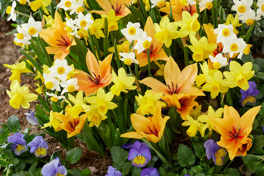 Spring flower mix