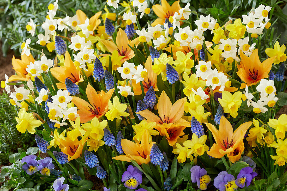 Gemischte Frühlingsblumen