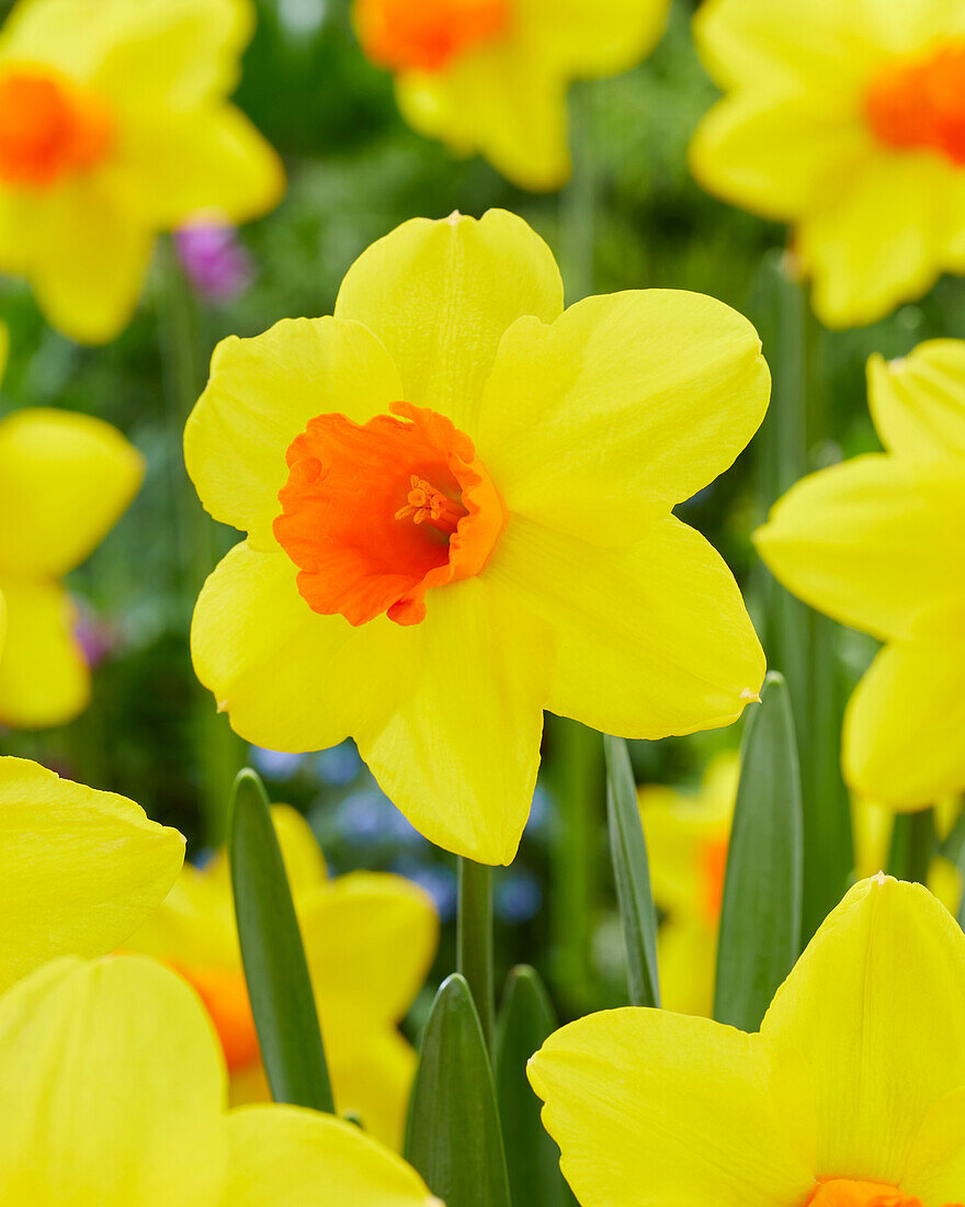 Narcissus Classic Garden