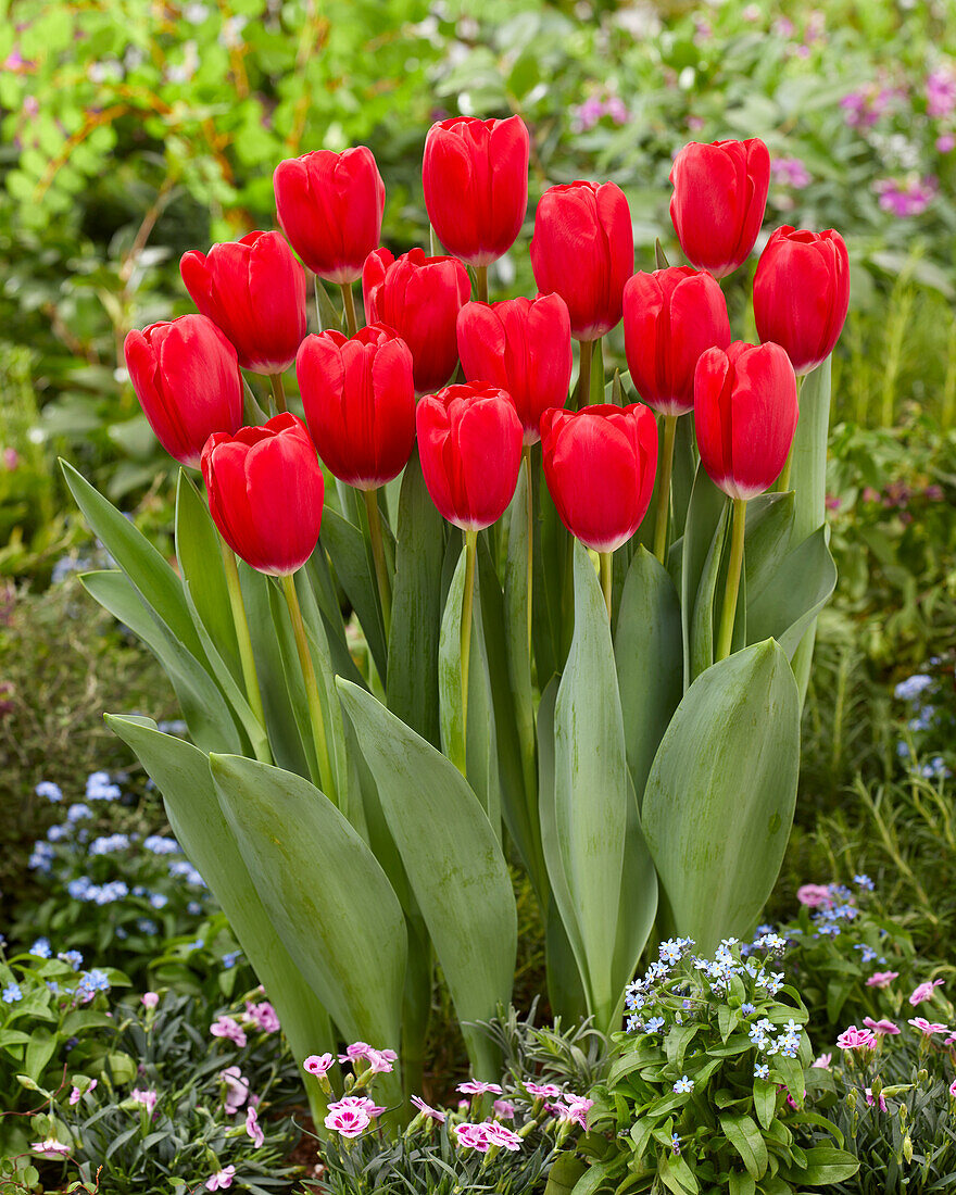 Tulipa Red Angel