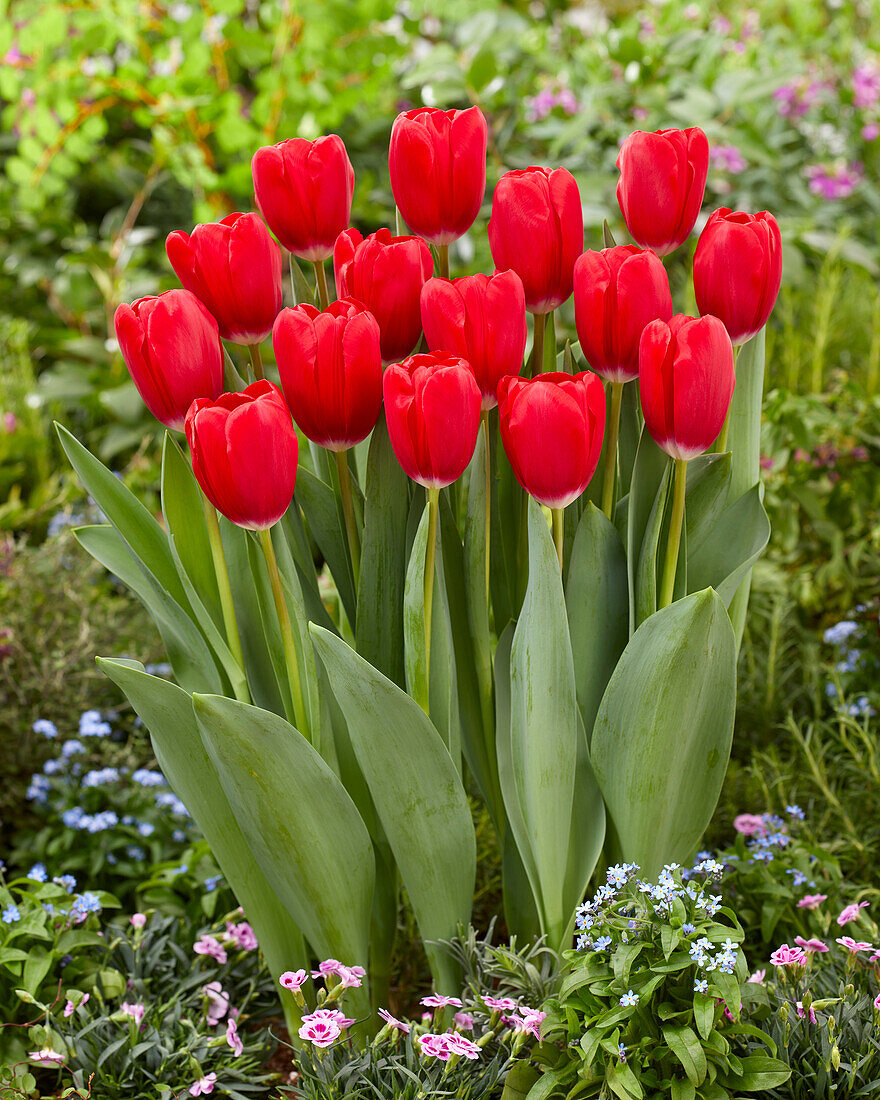 Tulpe (Tulipa) 'Red Angel'