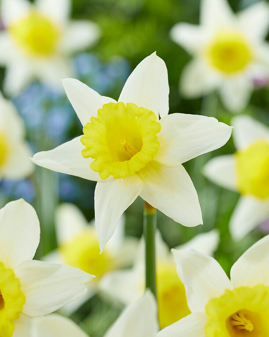 Narcissus January Silver