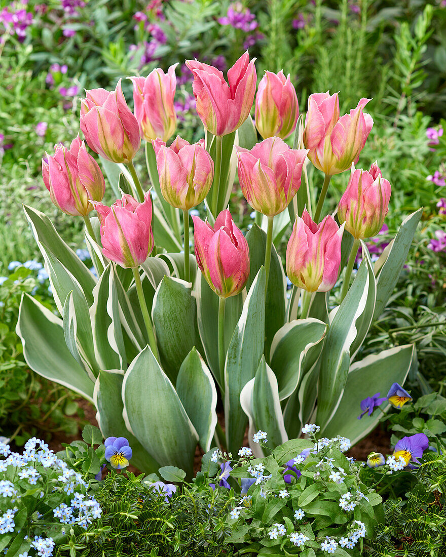 Tulipa Pink Artist