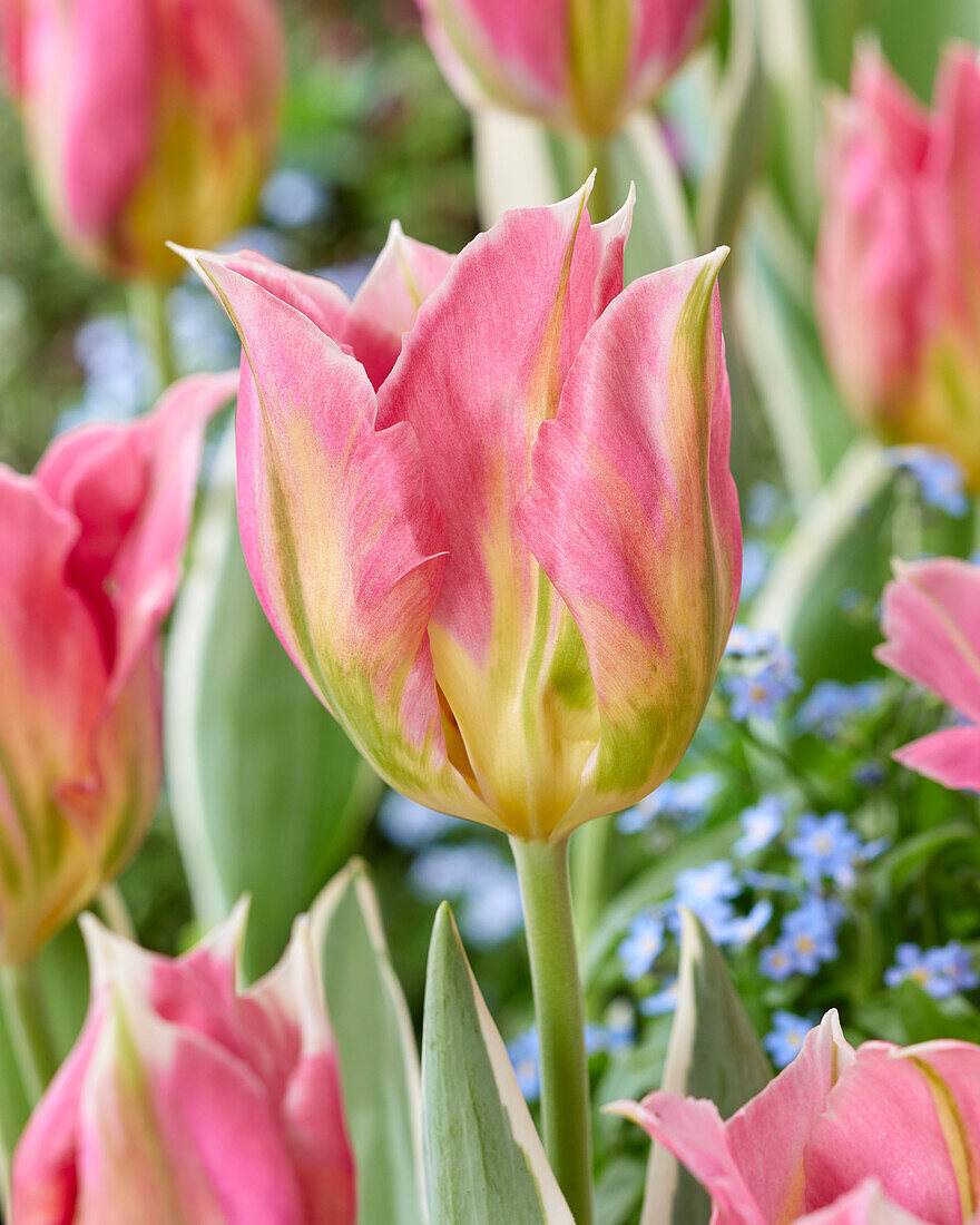 Tulipa Pink Artist