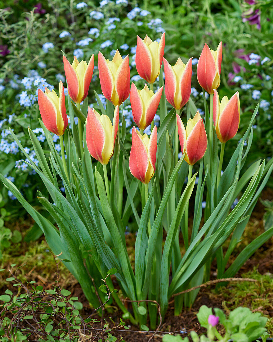 Tulpe (Tulipa) 'Taco'