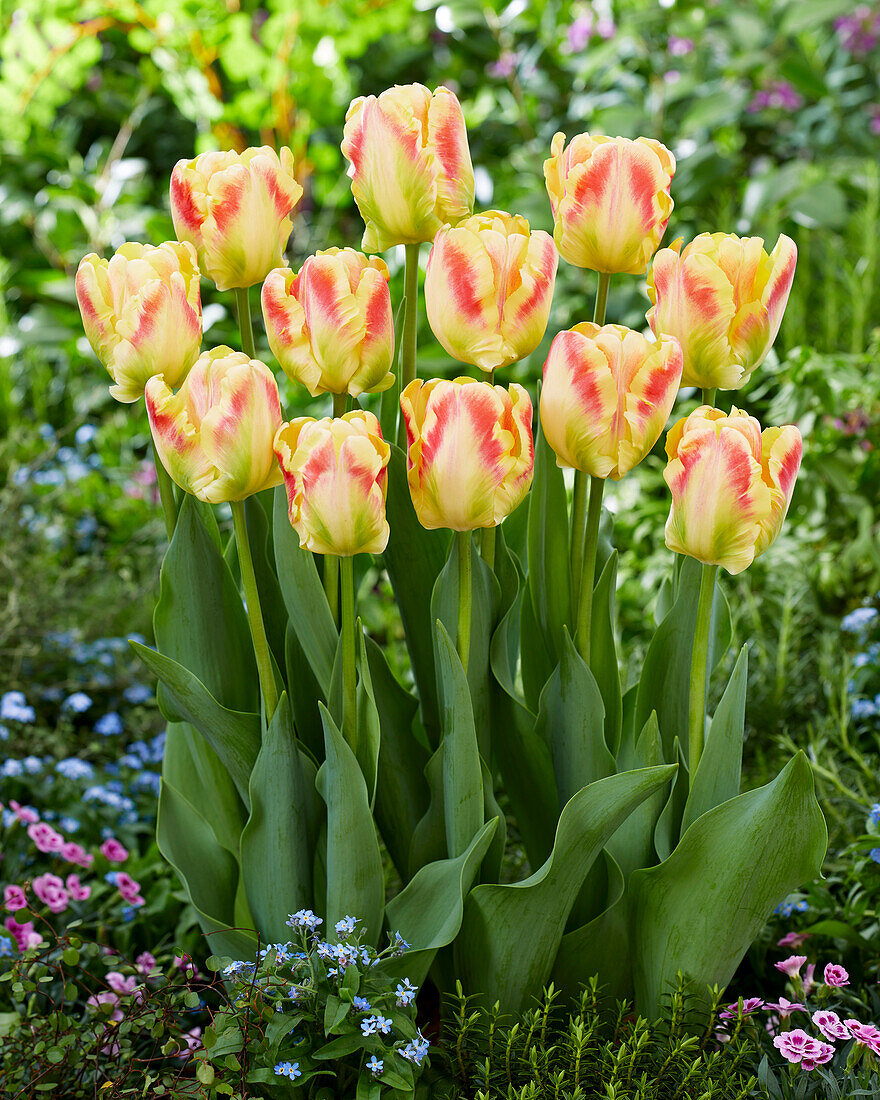 Tulipa Blushing Parrot