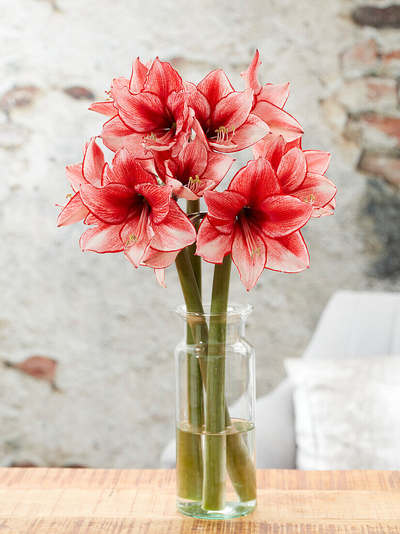 Hippeastrum Charisma