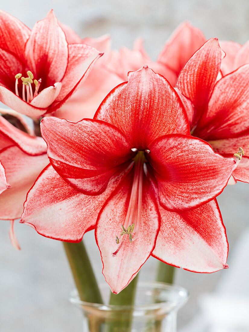 Hippeastrum Charisma