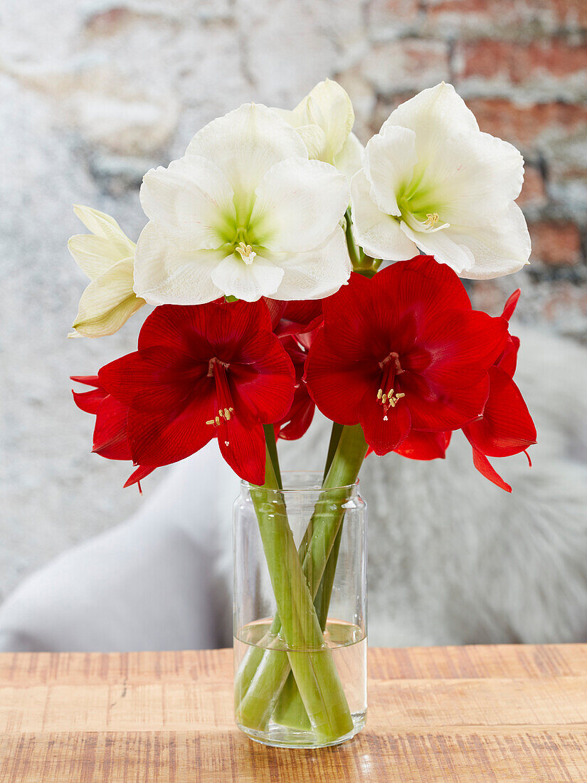 Hippeastrum Moscow,Fireball