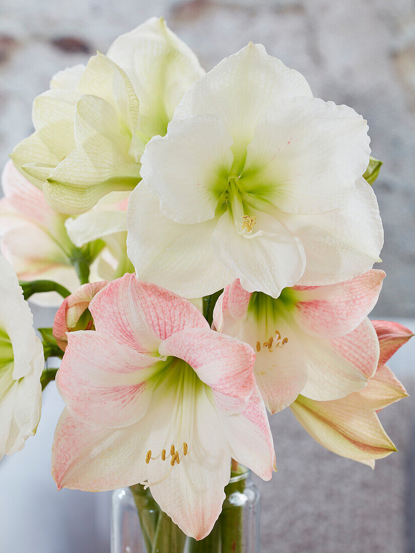 Hippeastrum Moscow,Apple Blossom