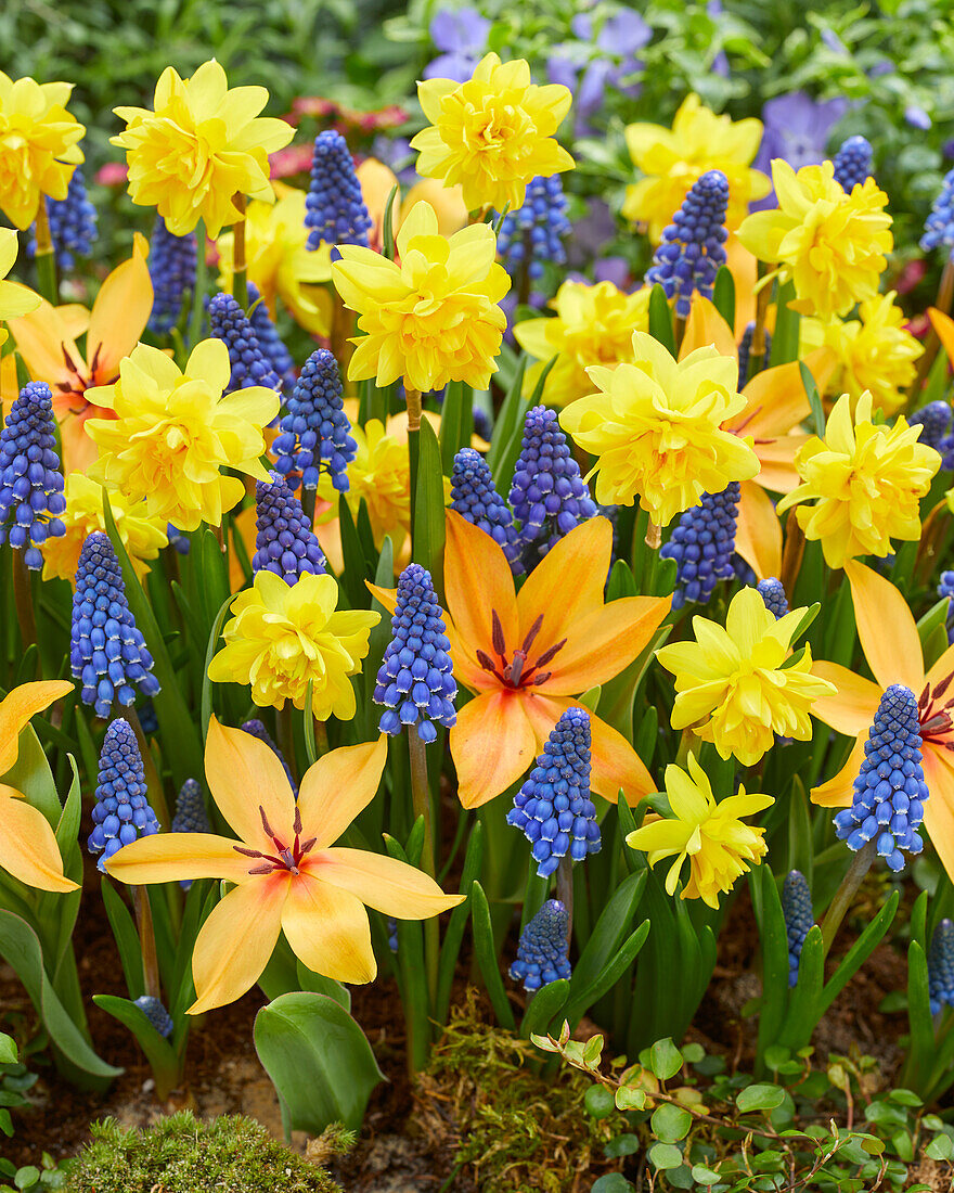 Gemischte Frühlingsblumen