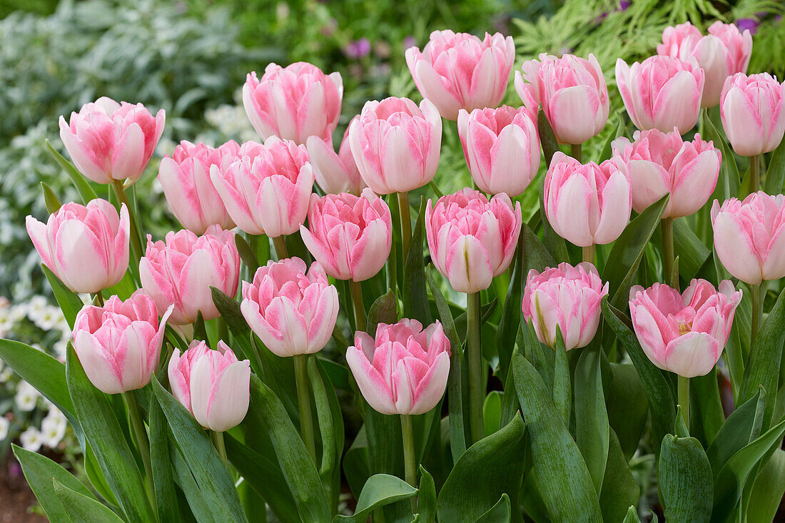 Tulpe (Tulipa) 'Foxtrot'