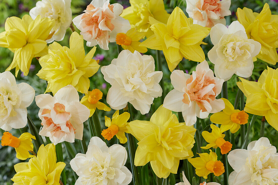 Narcissus mix