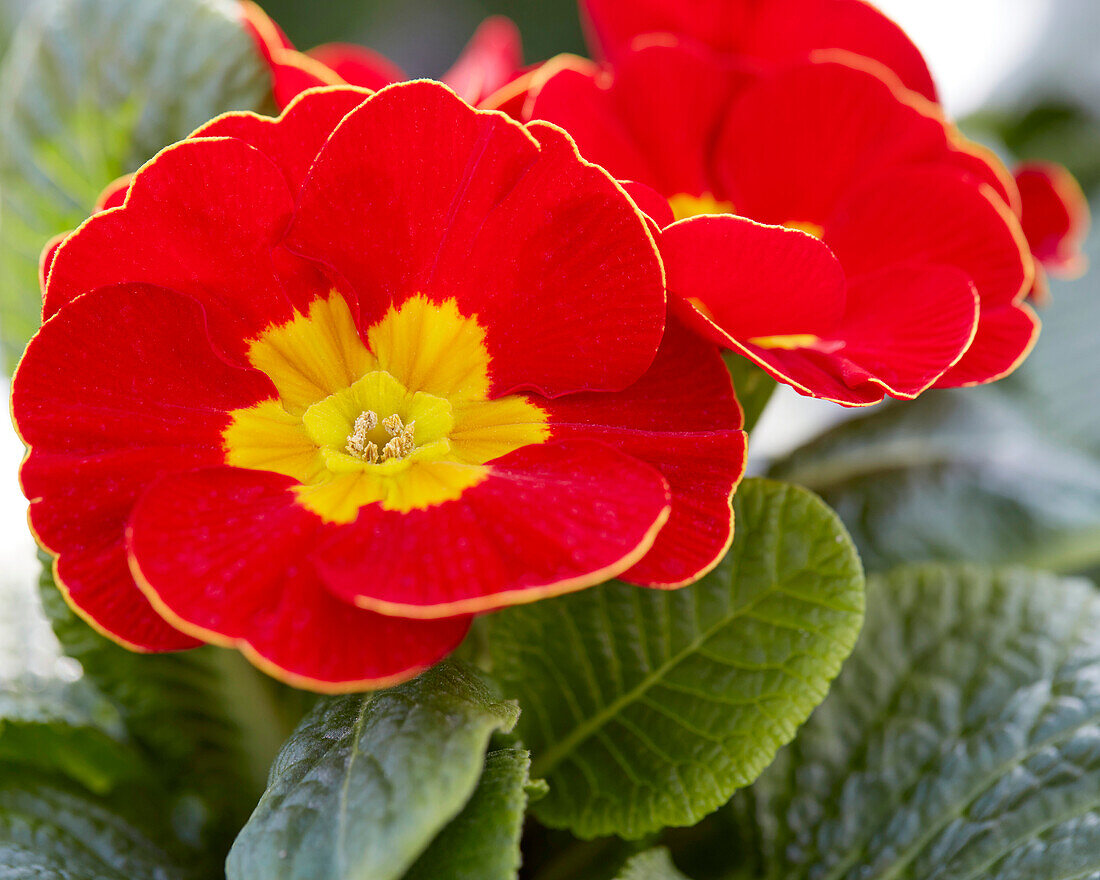 Primula vulgaris PrimeTime Luxor