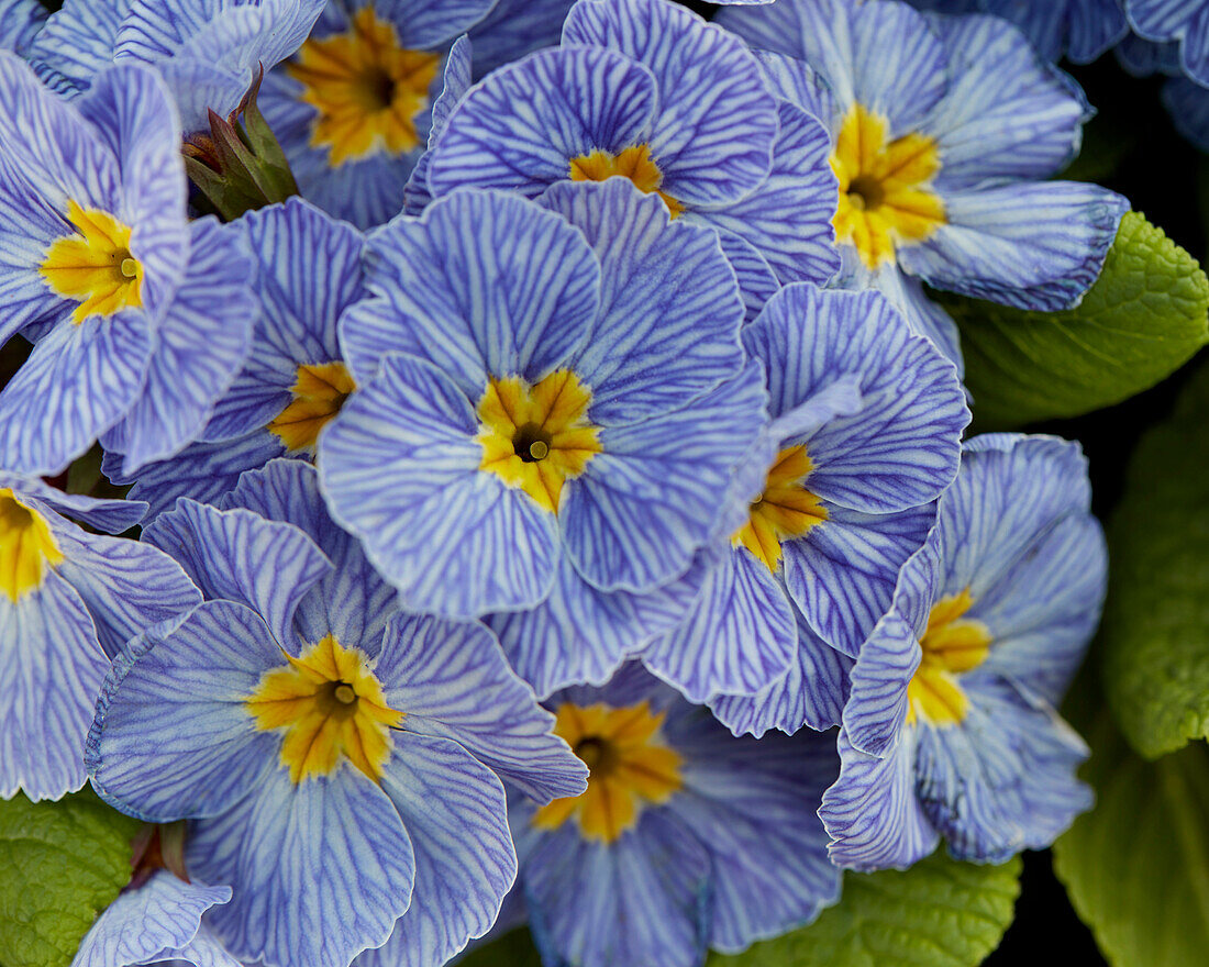 Primula vulgaris Delft