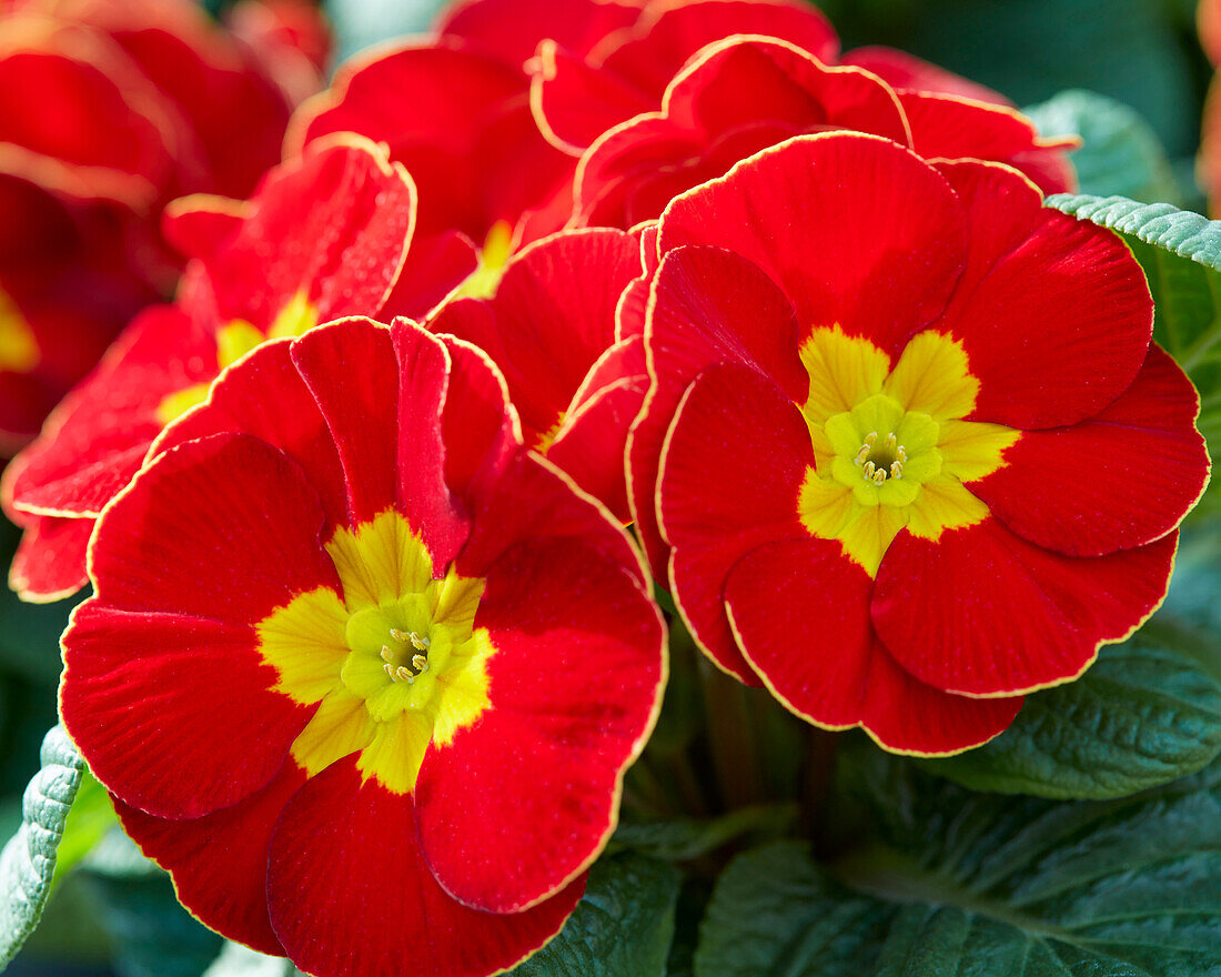 Primula vulgaris Luxor F1 Red