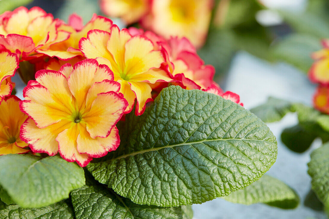 Primula vulgaris Scentsation Red Cream