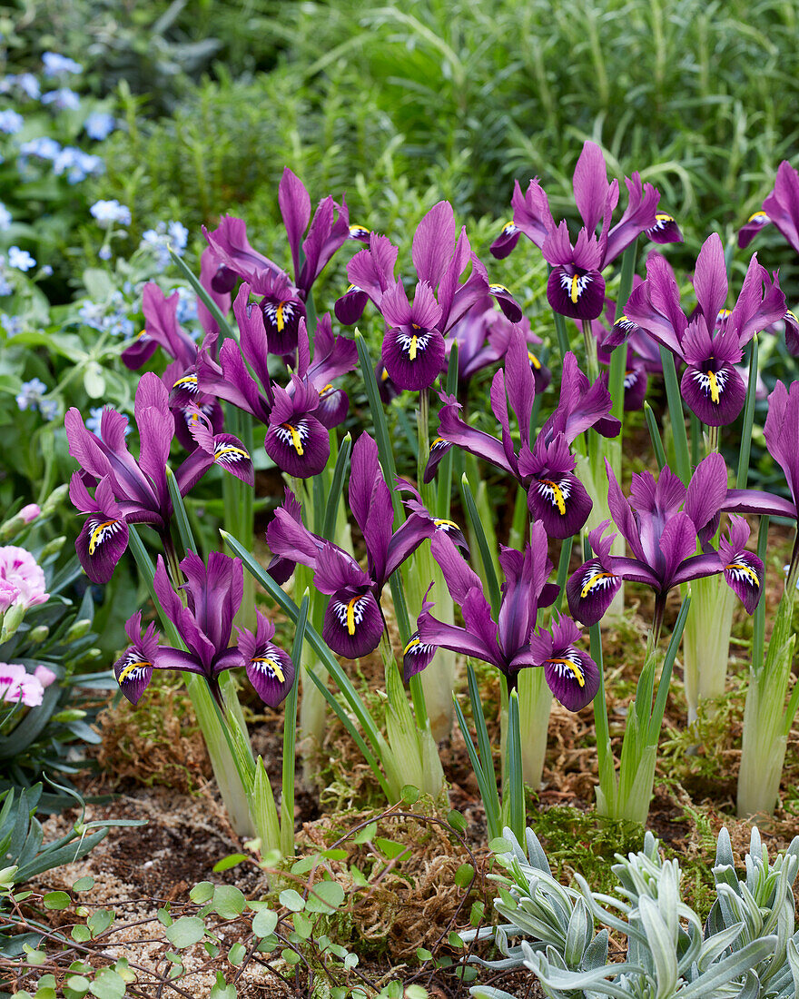 Zwerg-Iris (Iris Reticulata) 'Rejoice'