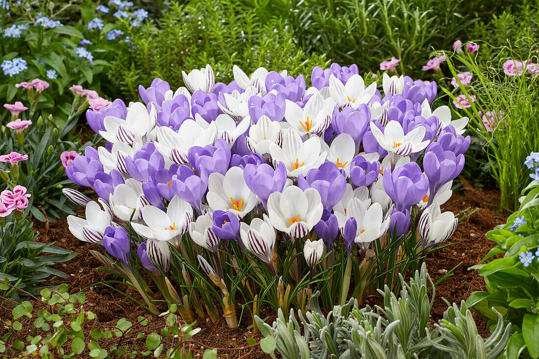 Crocus Hummingbird,Zebra