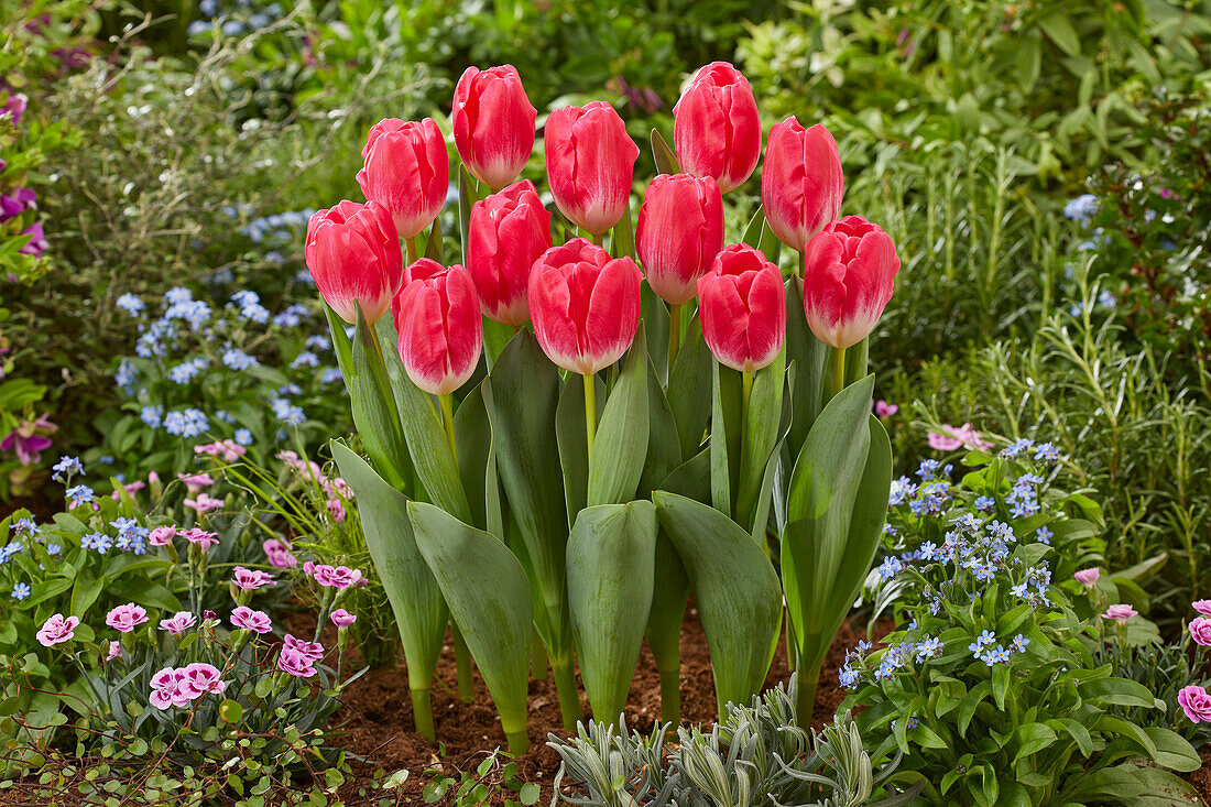 Tulpe (Tulipa) 'Sugarbaby'