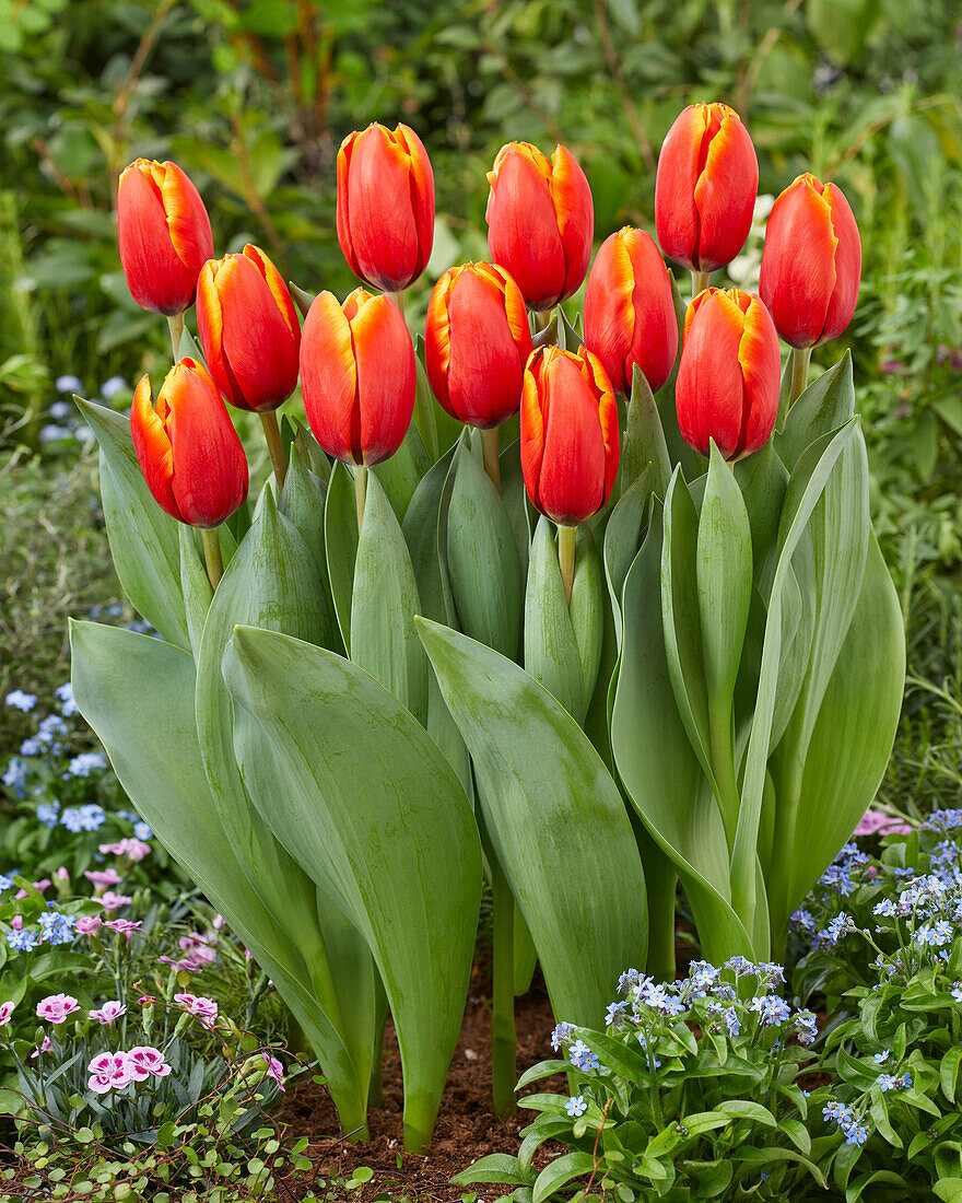 Tulpe (Tulipa) 'Striker'