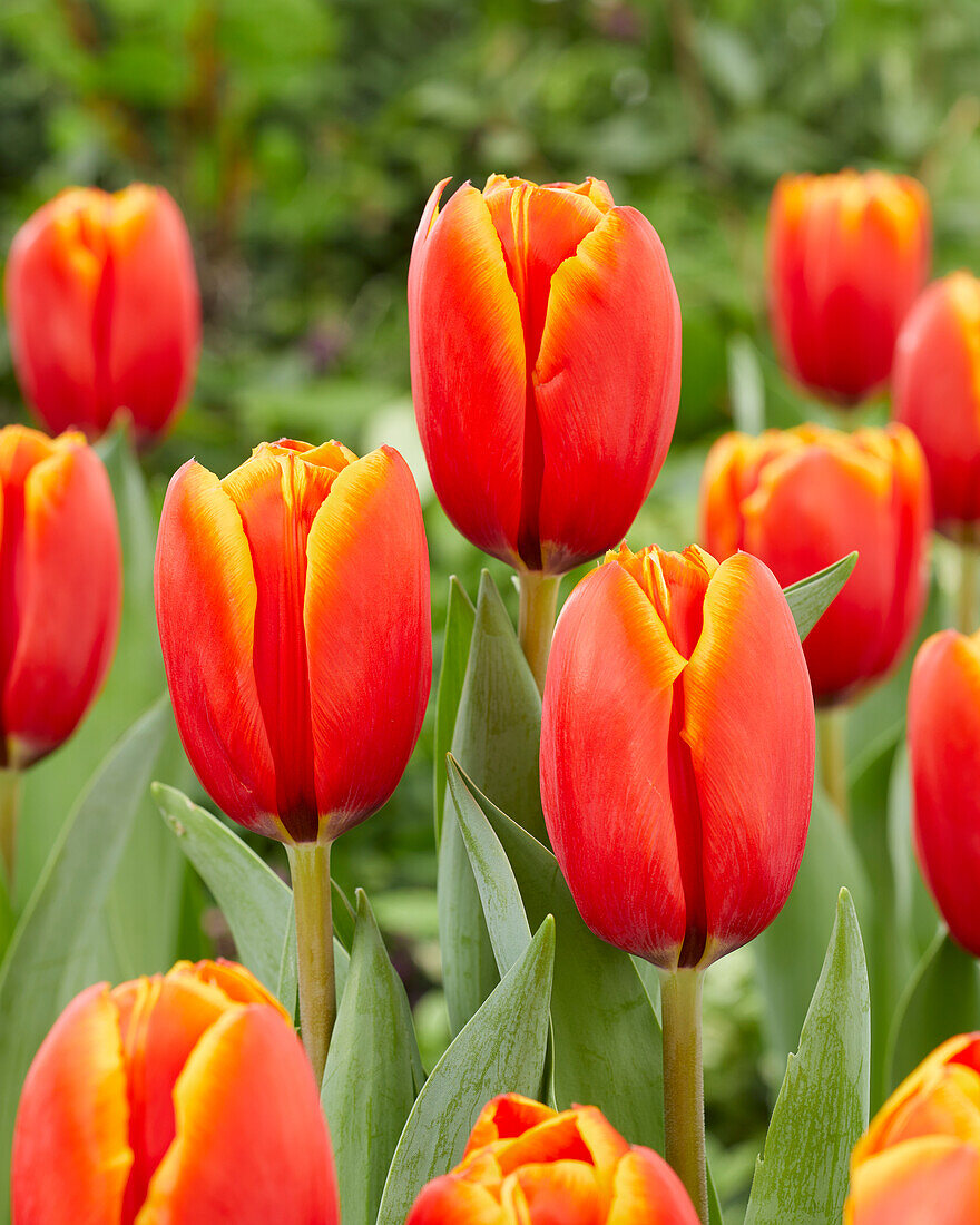 Tulipa Striker