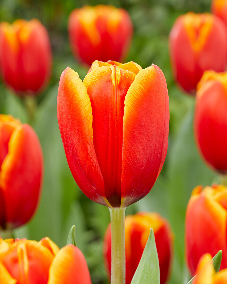 Tulipa Striker