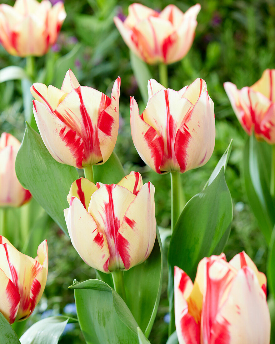 Tulipa Spryng Rembrandt