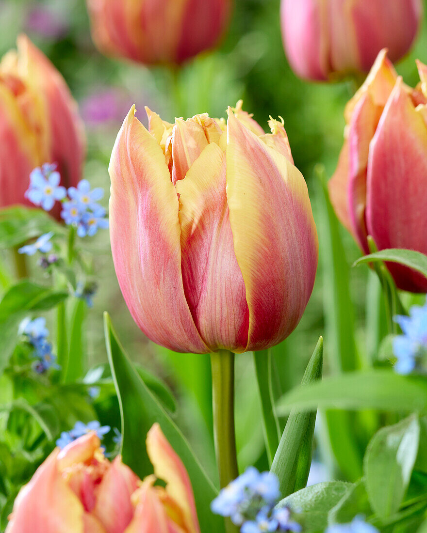 Tulipa Theo 2