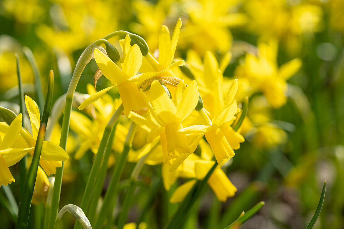 Narcissus Tiny Bubbles