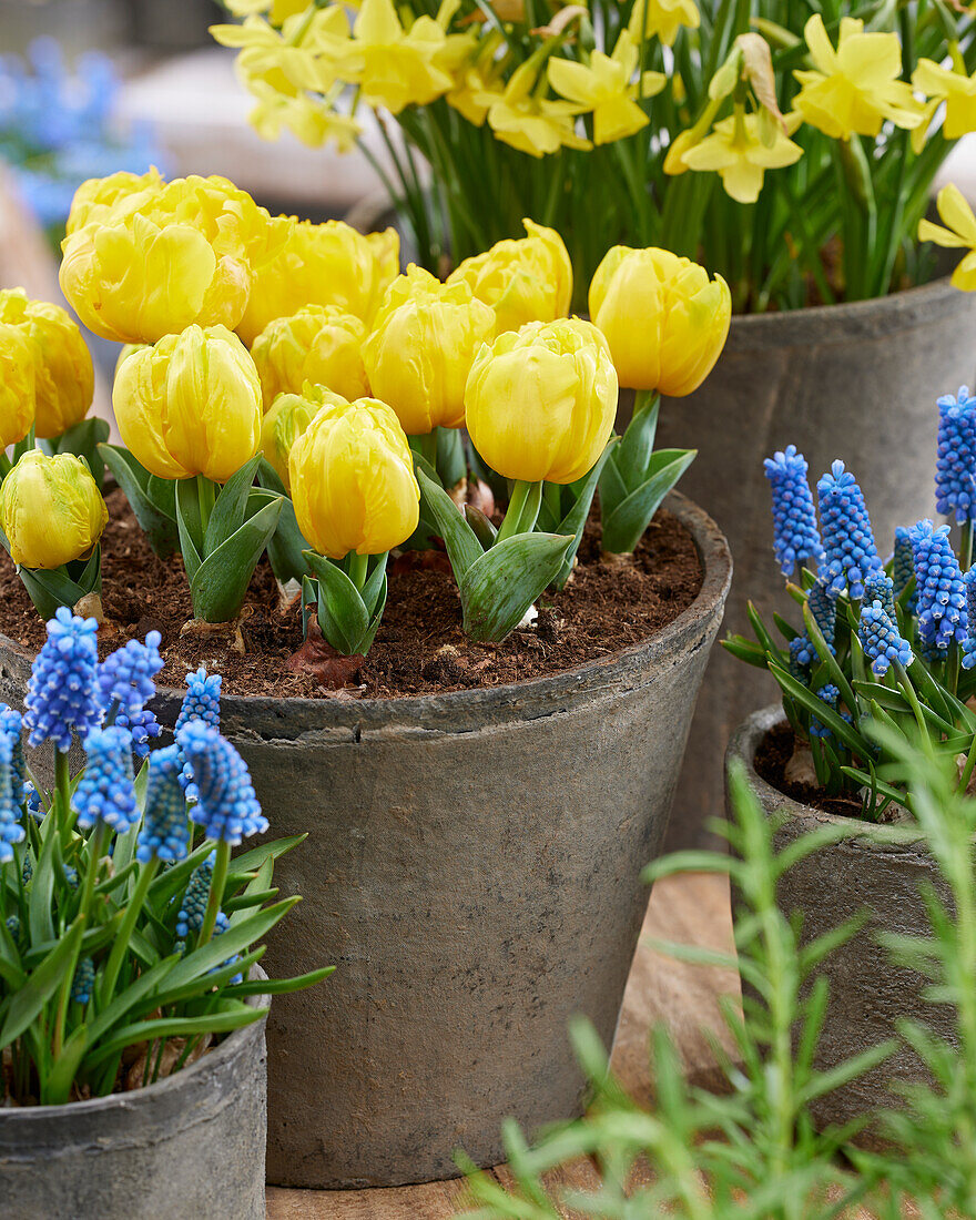 Tulipa Yellow Baby