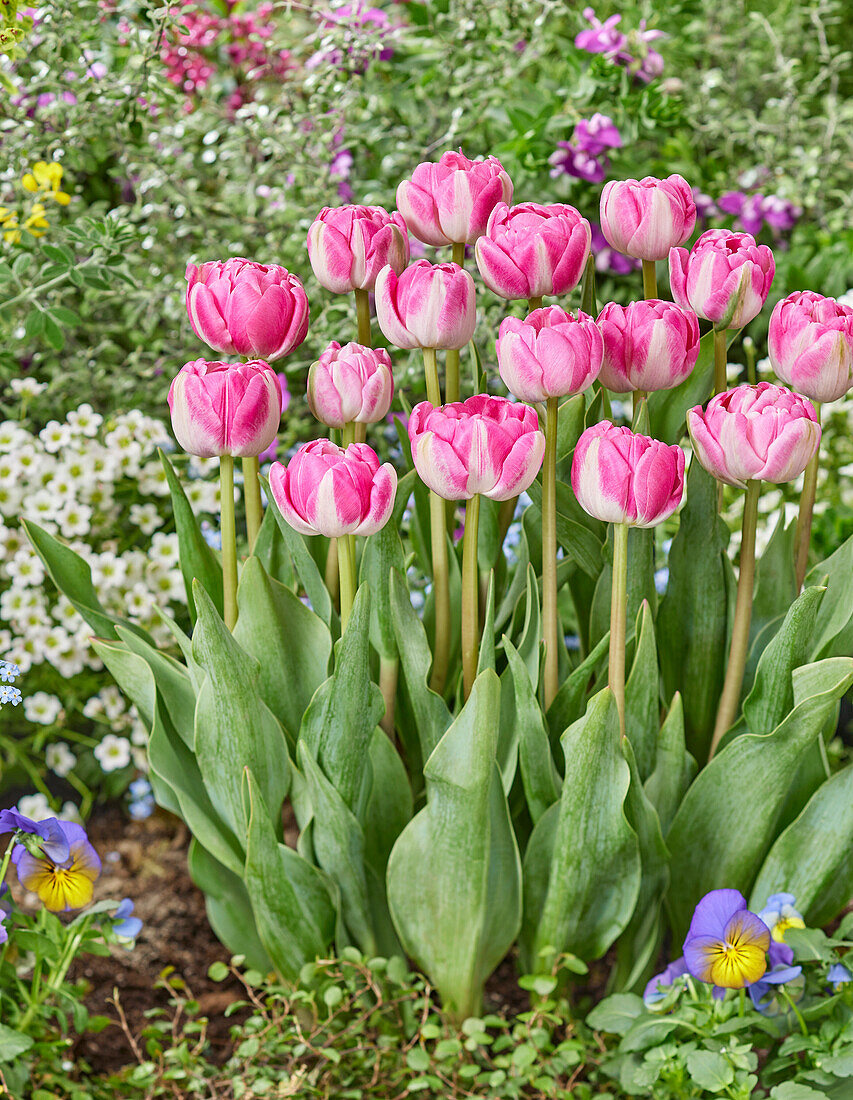 Tulpe (Tulipa) 'Vogue'