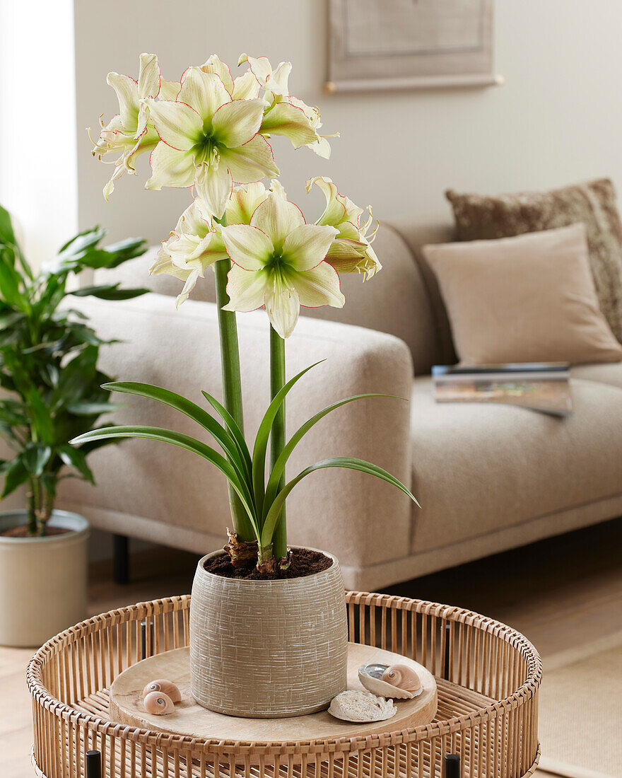 Hippeastrum Lemon Cream