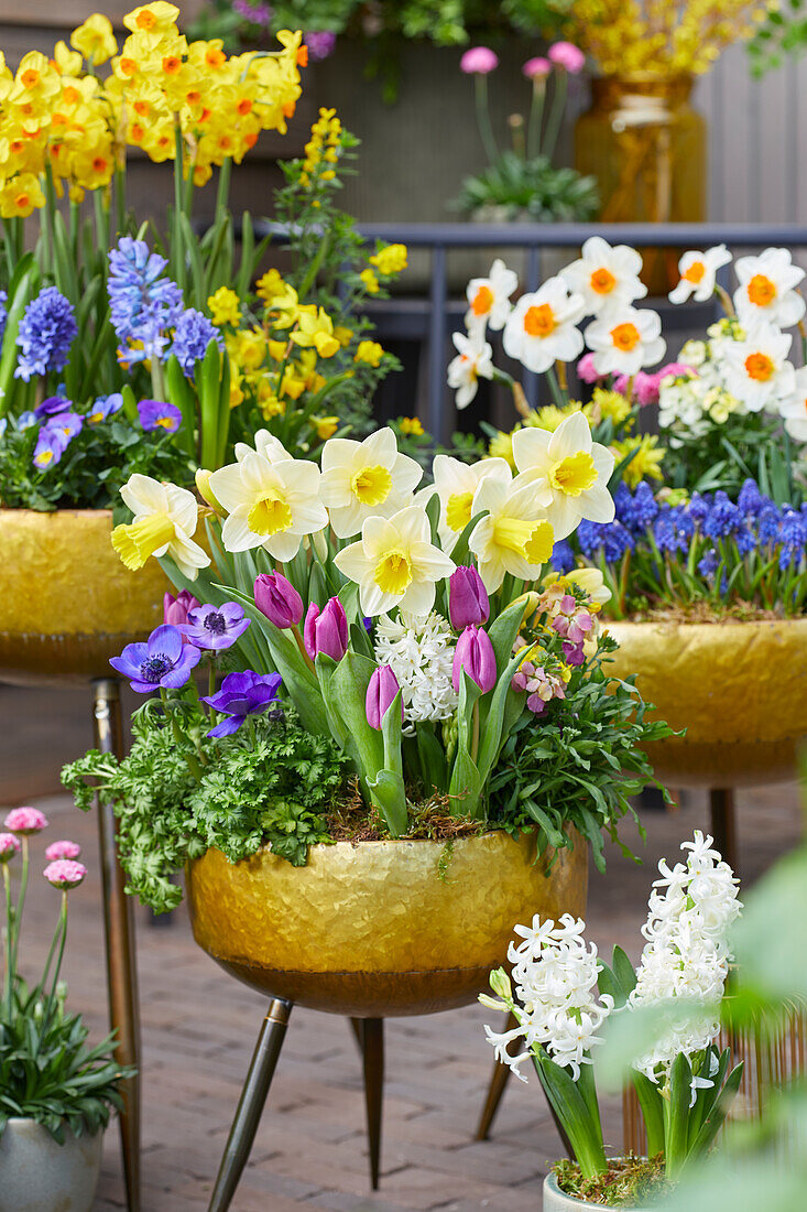 Spring bulbs on pots