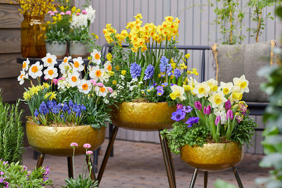 Spring bulbs on pots