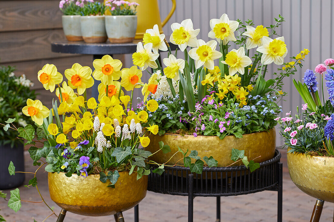 Frühlingsblumen in Töpfen