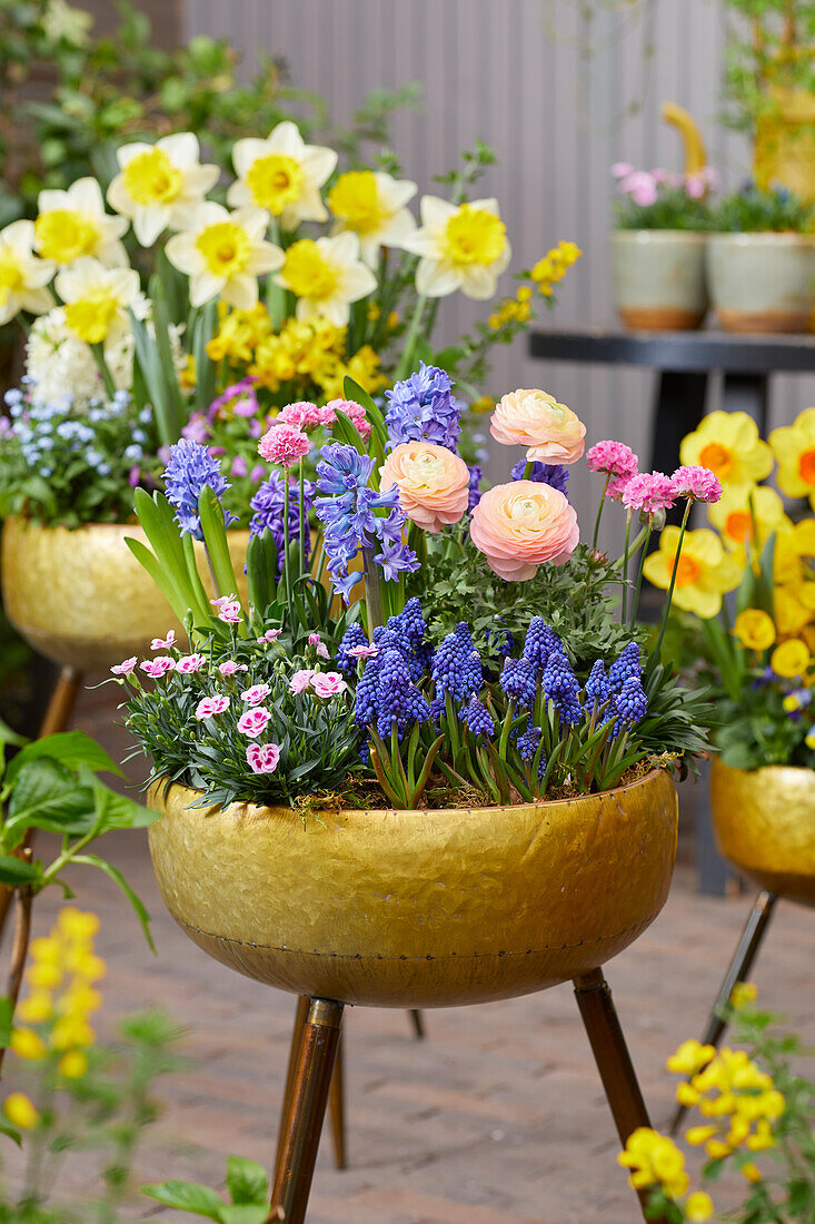 Spring bulbs on pots