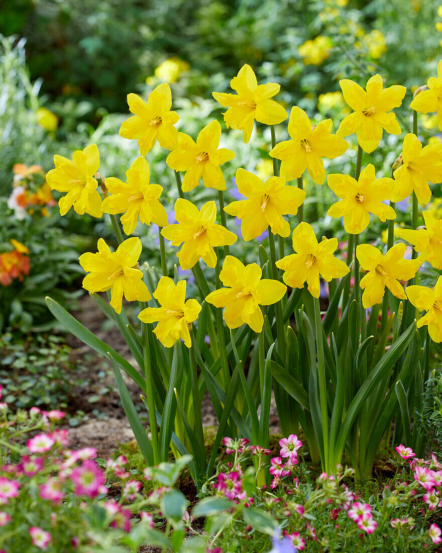 Narcissus Winter Starlet