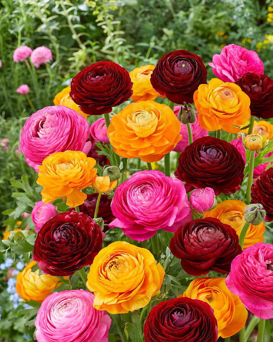 Ranunculus mixed