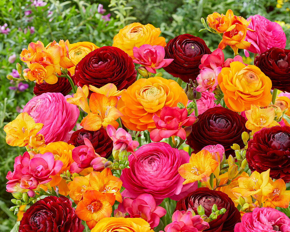 Ranunculus and Freesia mix