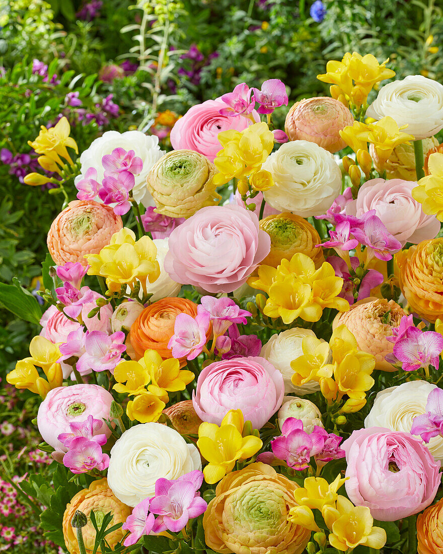 Ranunkel (Ranunculus) und Freesien (Freesia), Mischung