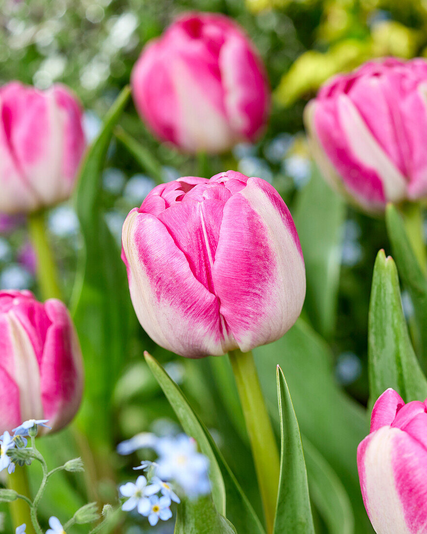 Tulpe (Tulipa) 'Vogue'