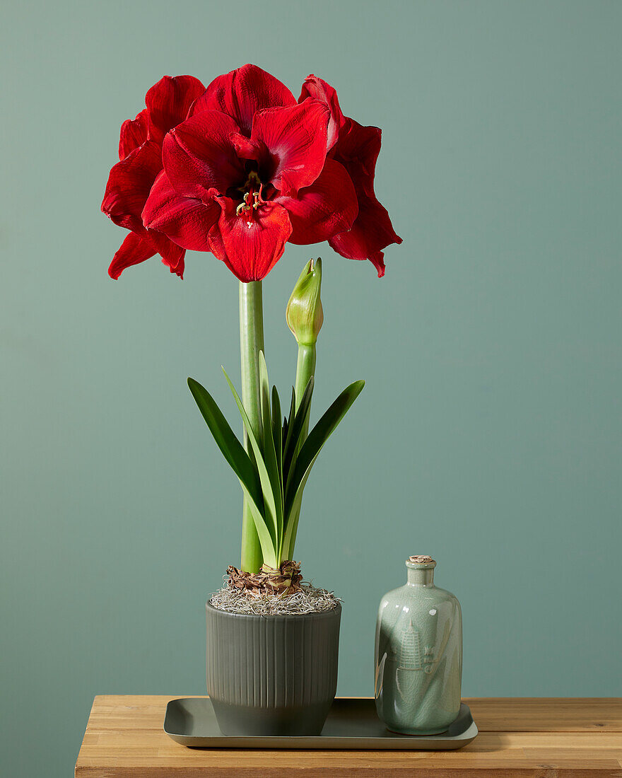 Hippeastrum Lion King