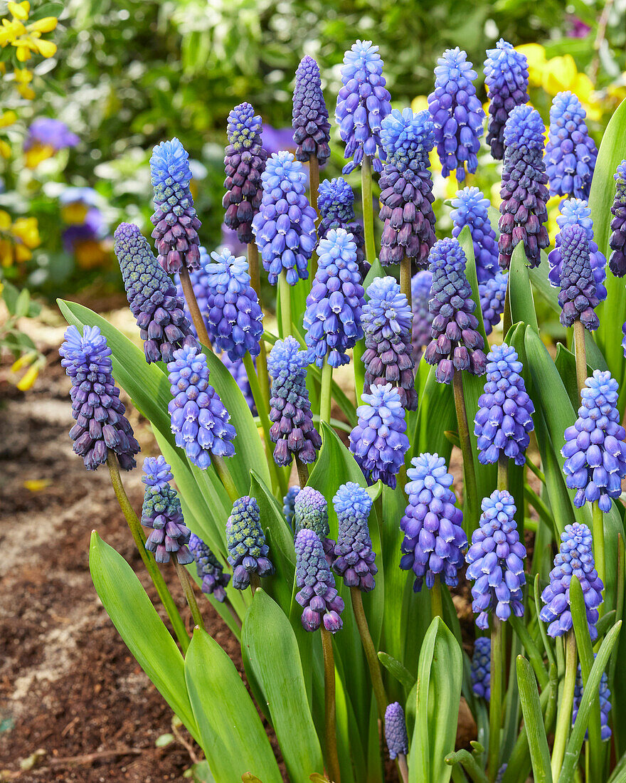 Muscari armeniacum,latifolium