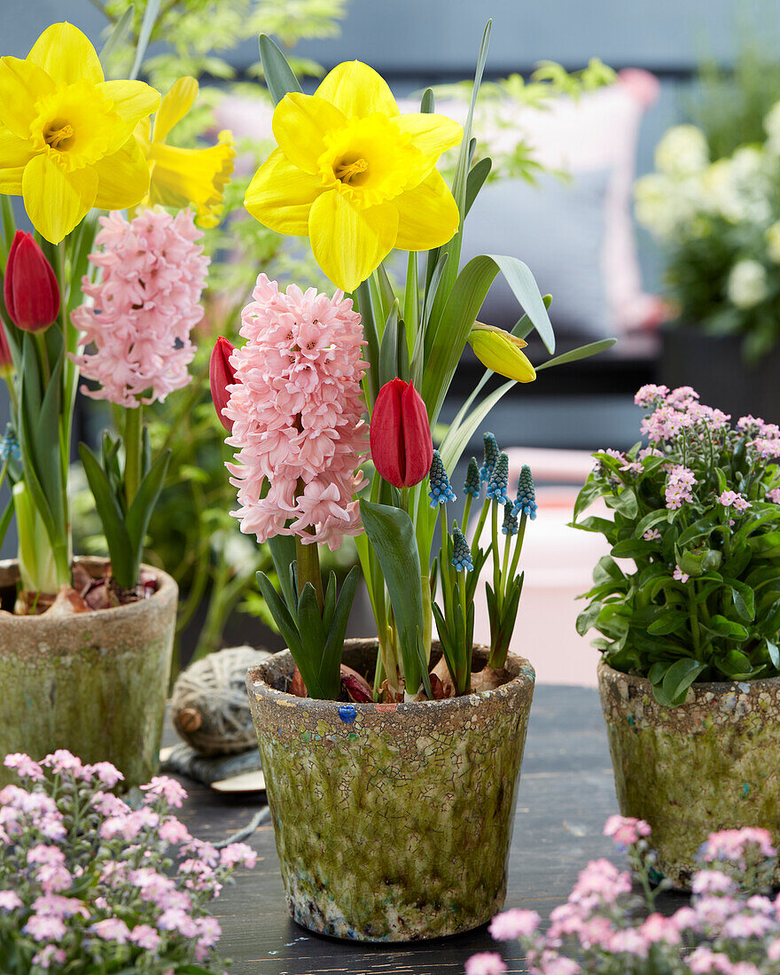 Spring bulbs in pots